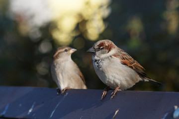 "Sparrow with a friend"