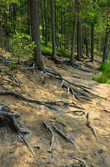 Roots of pine trees