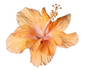 hibiscus isolated © Christine