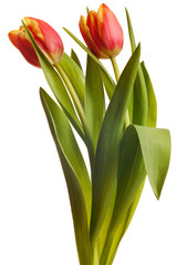 yellow and red tulips isolated