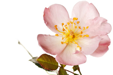 Naklejka premium pink garden rose isolated
