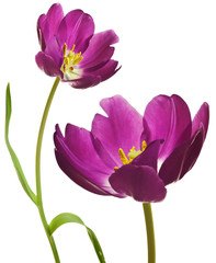 Spring Tulips in Purple