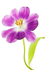 purple tulip isolated