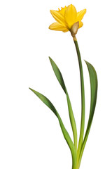yellow daffodil isolated on white background - 96111110