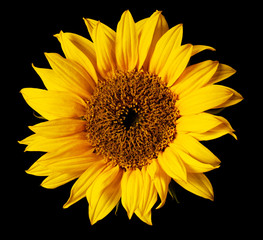 sunflower isolated