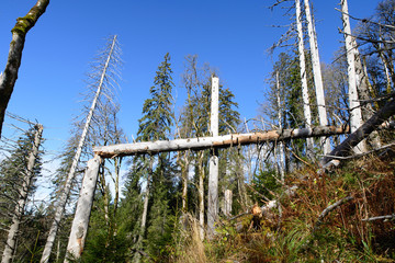 Alpensteig