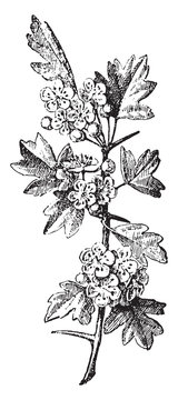 Crataegus, vintage engraving.