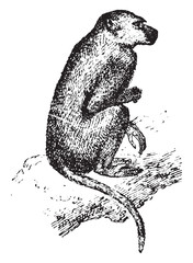 Fototapeta premium Baboon, vintage engraving.
