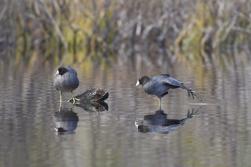 Coot stretches its leg.