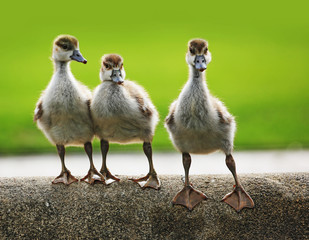 young ducklings.