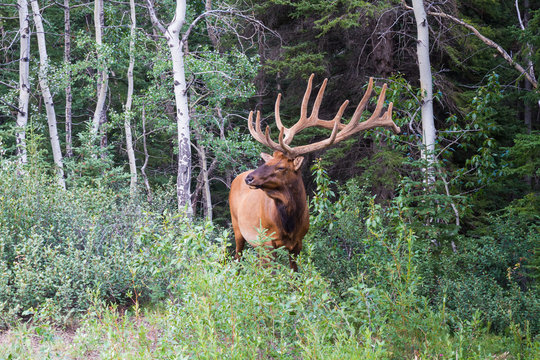 Male elk at Jasper National Park