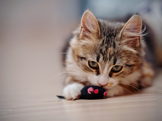 The domestic multi-colored kitten plays with a toy.