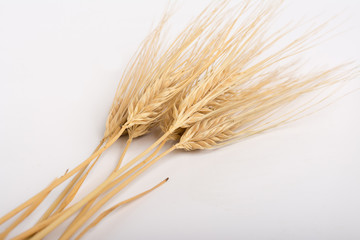 an ear of wheat
