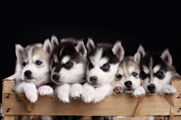 five husky pups © brusnikaphoto