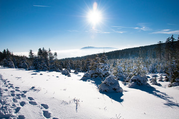 Fototapeta na wymiar Winter wonderland in the Harz