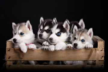 five husky pups © brusnikaphoto