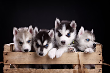 five husky pups © brusnikaphoto