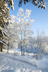 beautiful winter landscape with a snow-covered forest 