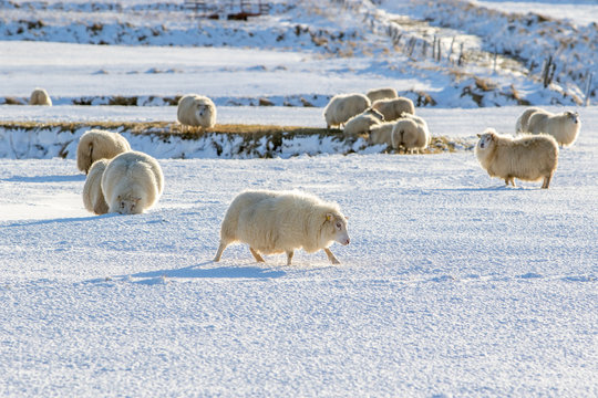 Icelandic sheep grazing on a snowy meadow on a sunny day