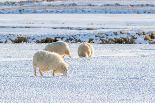 Icelandic lambs in winter time, lambs grazing on a snow covered field