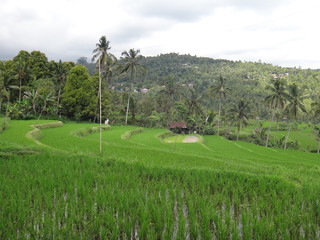 Rizière à Bali 2