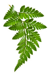 green fern leaf isolated