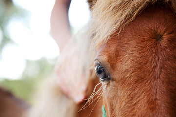 girl's hand on miniature horse filly
