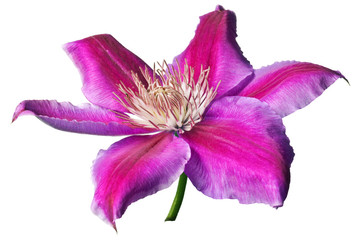 Pink and purple clematis isolated - obrazy, fototapety, plakaty