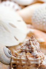 Obraz na płótnie Canvas seashell background