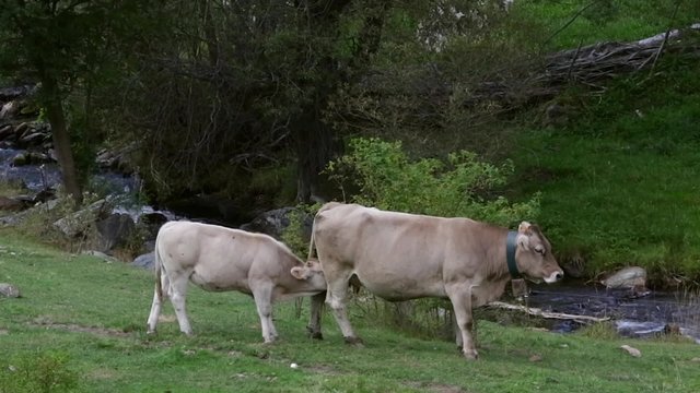 Sucking cow breeding, with the tranquility of the mother is unmoved, in spite of jostling.