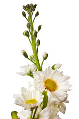 Fototapeta premium white flowers