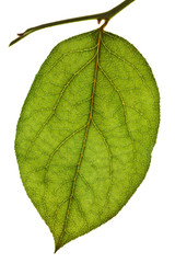 green leaf isolated