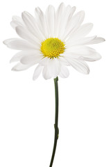 white daisy