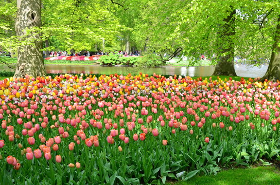 Keukenhof garden.Colorful flowers and blossom in dutch spring garden Keukenhof which is the world's largest flower garden. 