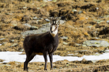 Alpine chamois looking