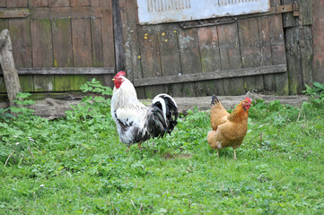 rooster and hen