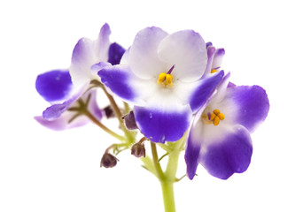 Fototapeta na wymiar white and blue african violet