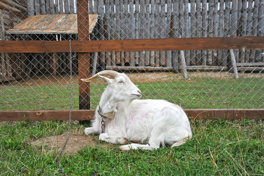 goat at the fence on a leash