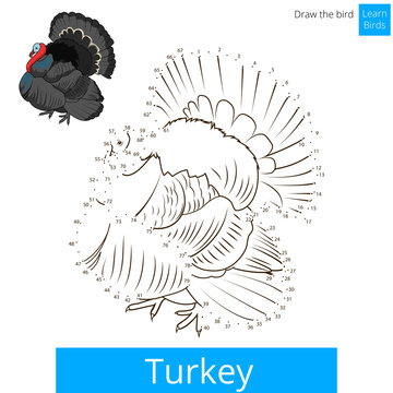 Turkey bird learn to draw vector