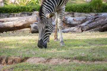 Zebra eating