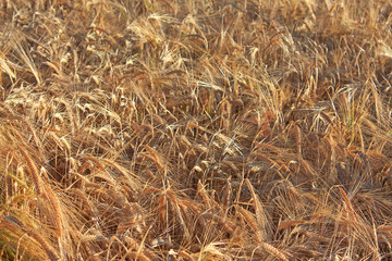 Barley Field