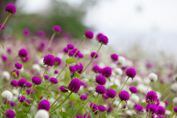 Цветы в ботаническом саду Маримутра. Бланес, Каталония, Испания
