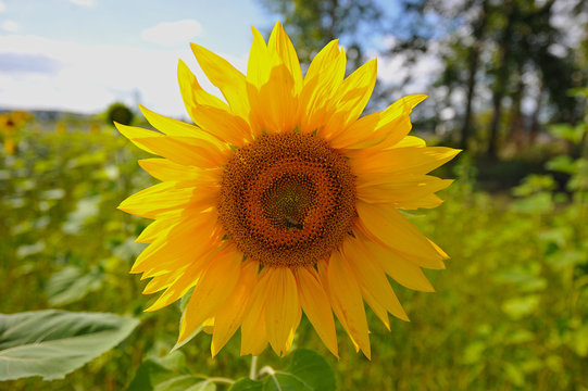 yellow sunflower and bee collects nectar