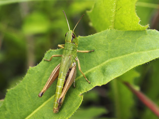 Grasshopper on green background 