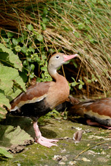 Black-bellied Whistling-duck, Dendrocygna autumnalis