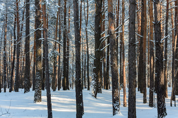 Fototapeta premium Trees