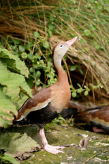 Black-bellied Whistling-duck, Dendrocygna autumnalis