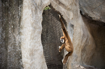 Gibbons in zoo.