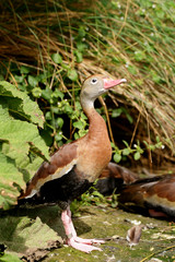 Black-bellied Whistling-duck, Dendrocygna autumnalis