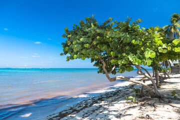 Healthy sea grape tree in the tropical beach - 96119587